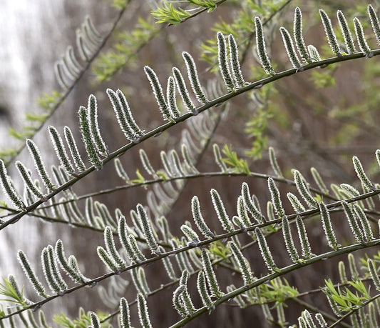 Galletti sottili di Salix viminalis con peli bianchi morbidi su rami verdi arcuati in primavera