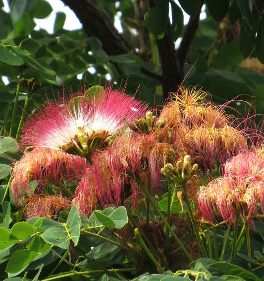 Samanea tubulosa tree with vibrant pink and yellow fluffy flowers and green leaves