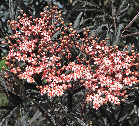 Sambucus nigra with dark purple foliage and clusters of small pink and white flowers
