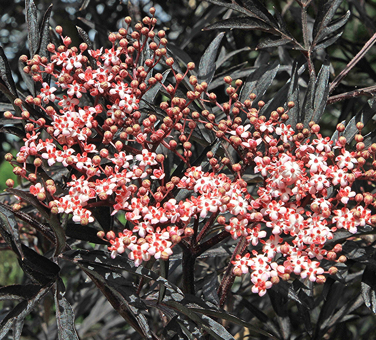 Sambucus nigra fogliame viola scuro con gruppi di piccoli fiori rosa e bianchi in fiore