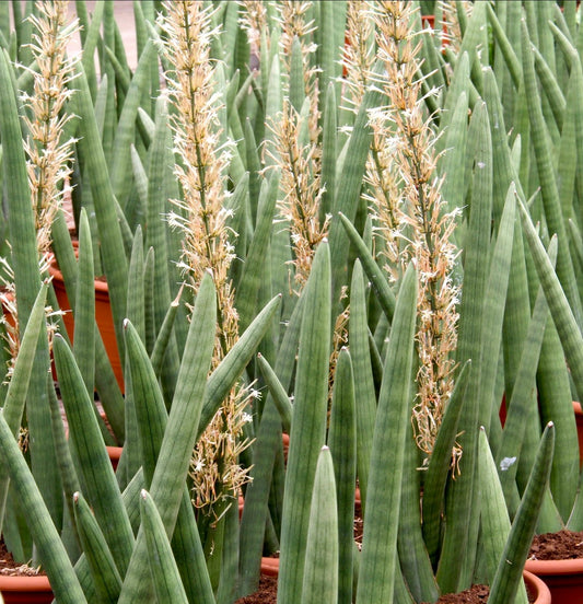 Sansevieria cylindrica 60-90cm | Cylinder snake plant | African spear