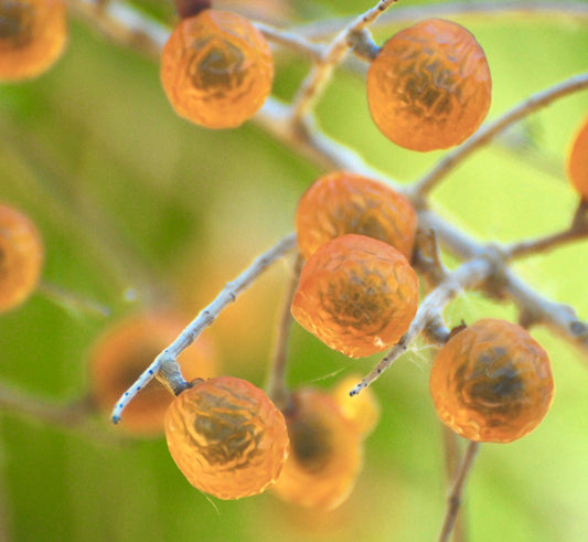Sapindus saponaria translucent orange soapberry fruit cluster on thin branches