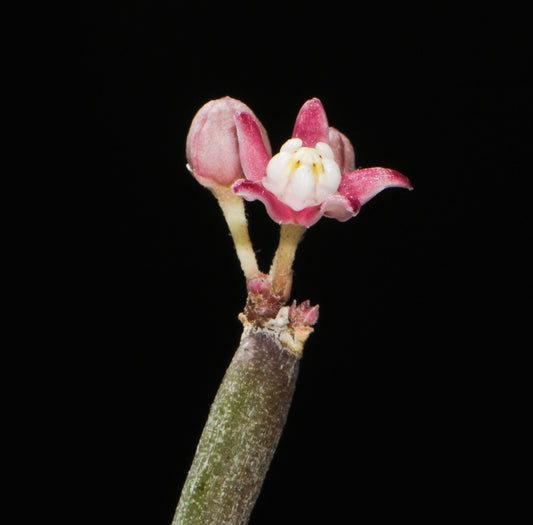 Sarcostemma vanlessenii small pink and white delicate flower on slender stem close-up