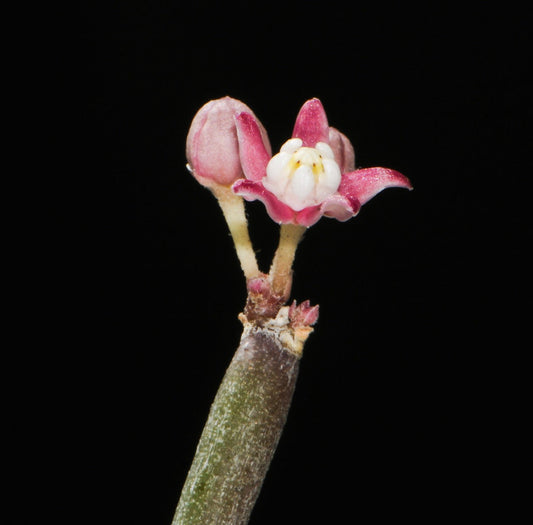 Fusto succulento di Sarcostemma vanlessenii con piccoli fiori delicati rosa e bianchi, primo piano