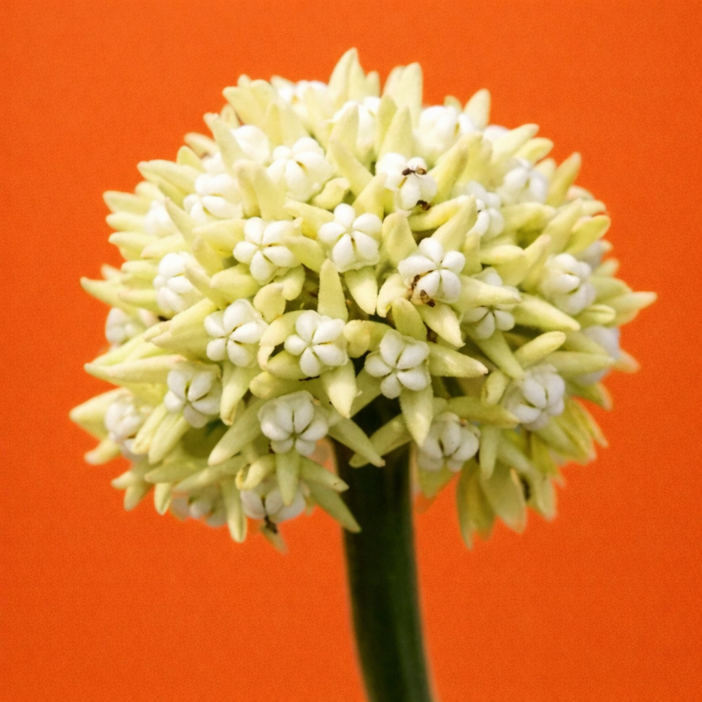 Gruppo di piccoli fiori bianchi a forma di stella su stelo verde di Sarcostemma viminale