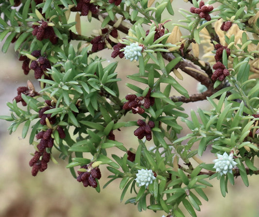 Saxegothaea conspicua evergreen shrub with narrow green leaves and clustered brown cones