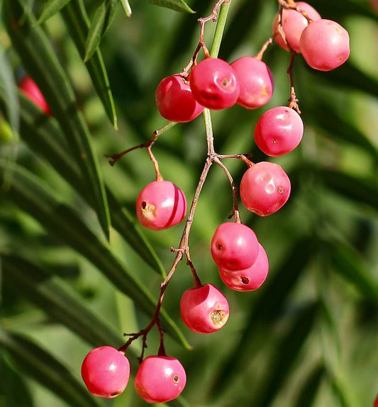Schinus molle bright pink berries with slender green leaves close-up