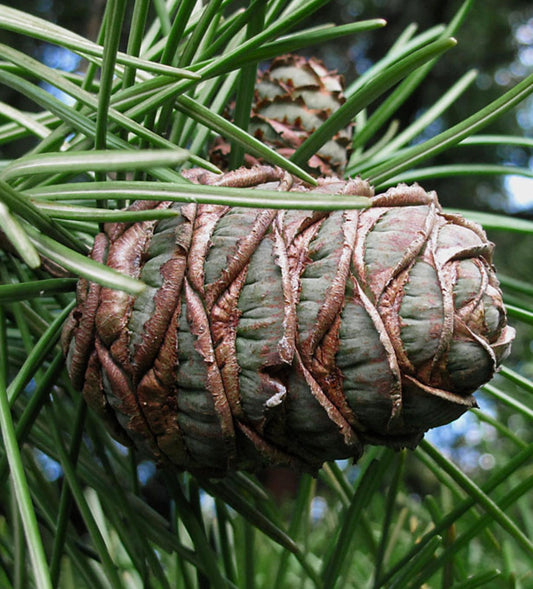 Sciadopitys verticillata pine cone with glossy green needle-like leaves close-up