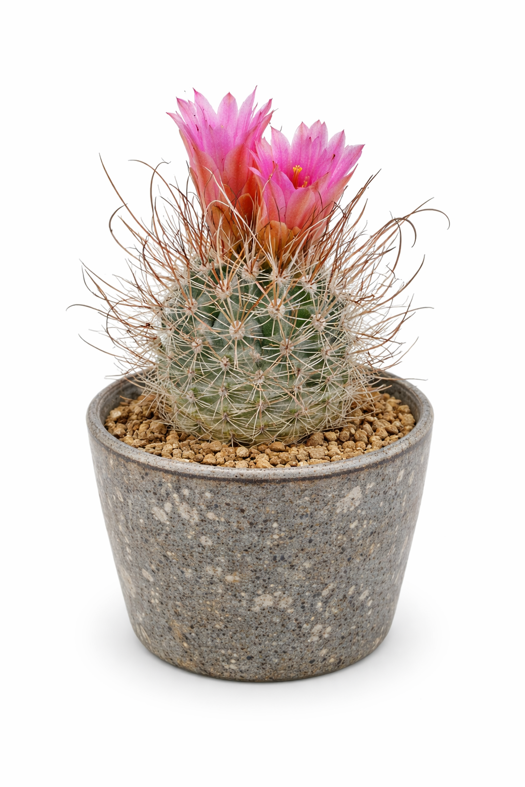 Sclerocactus schleseri small potted cactus with pink flowers and long spines