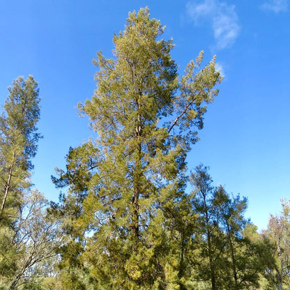 Casuarina cunninghamiana 50-100cm | River she-oak | Pino australiano