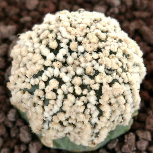 Astrophytum asterias cv HANAZONO raro cactus succulento con areole bianche e lanose sul corpo verde