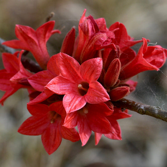 Brachychiton acerifolius vibrant red clustered flowers on woody stem close-up