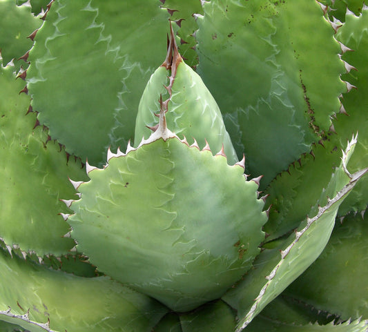 Agave cupreata 5-10cm | Copper agave | Cupreata agave