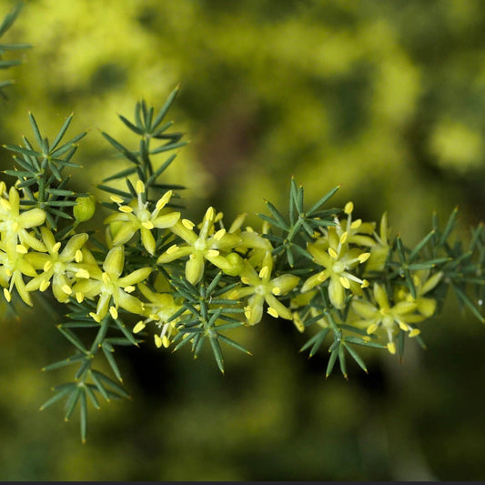 Asparagus acutifolius with small yellow flowers and needle-like green leaves close-up
