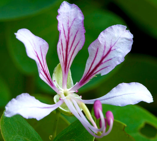 Bauhinia yunnanensis delicate pale pink flower with magenta veins and green leaves