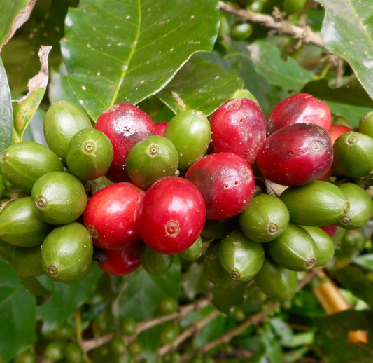 Coffea robusta (sin. canephora) ripe and unripe coffee cherries on glossy green leaves