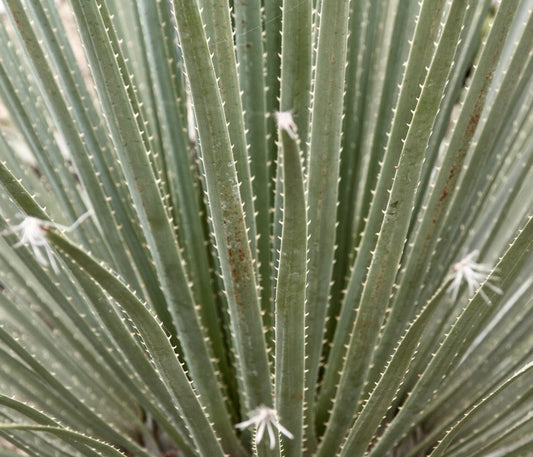 Dasylirion serratifolium spiky succulent leaves with fine white fibers and sharp edges