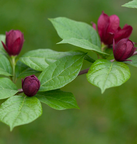 Calycanthus x raulstonii cv. 'Hartlage Wine' shrub with deep burgundy flower buds and green leaves