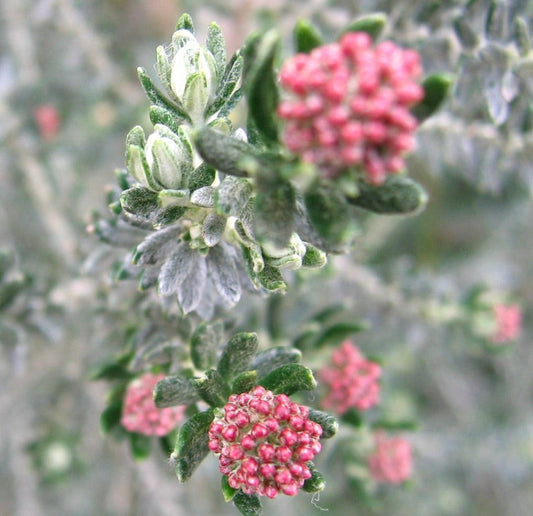 Ozothamnus rosmarinifolius 95-120cm | Rice flower