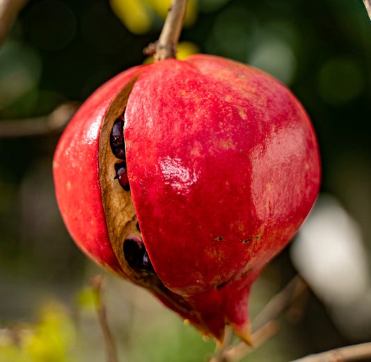 Punica granatum cv. 'NANA' ripe red dwarf pomegranate fruit with exposed seeds on branch