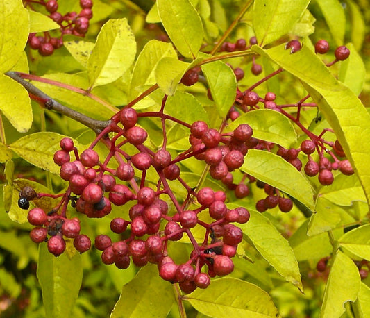 Zanthoxylum simulans 60-110cm | Sichuan pepper | Chinese prickly ash