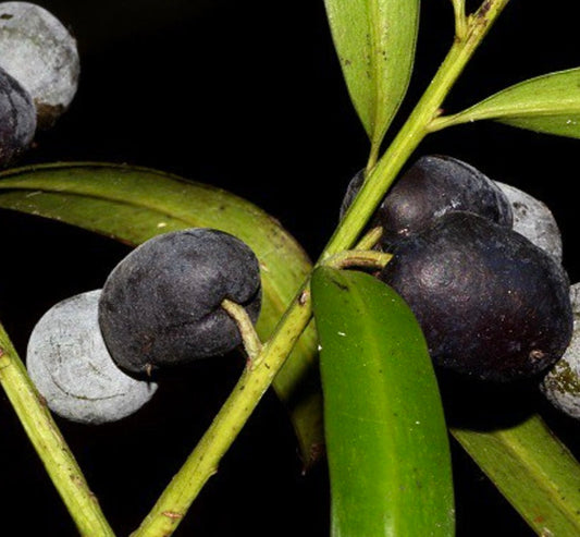 Podocarpus elatus 10-25cm | Plum pine | Brown pine