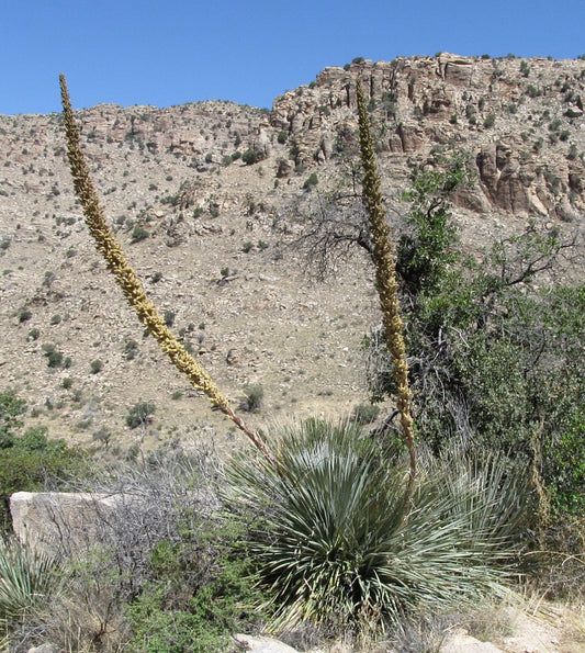 Dasylirion wheeleri | Desert spoon | Sotol
