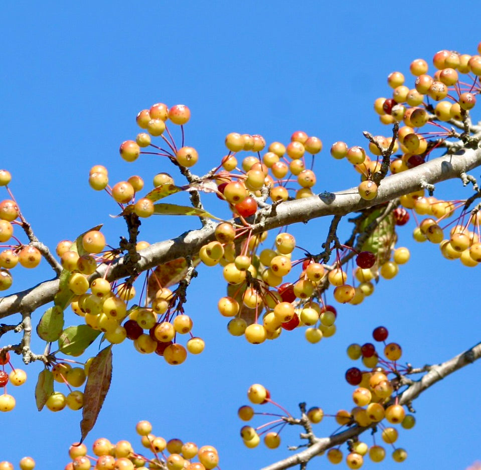 Ramo di Malus hupehensis con grappoli di piccoli frutti di melo selvatico gialli e rossi contro il cielo azzurro