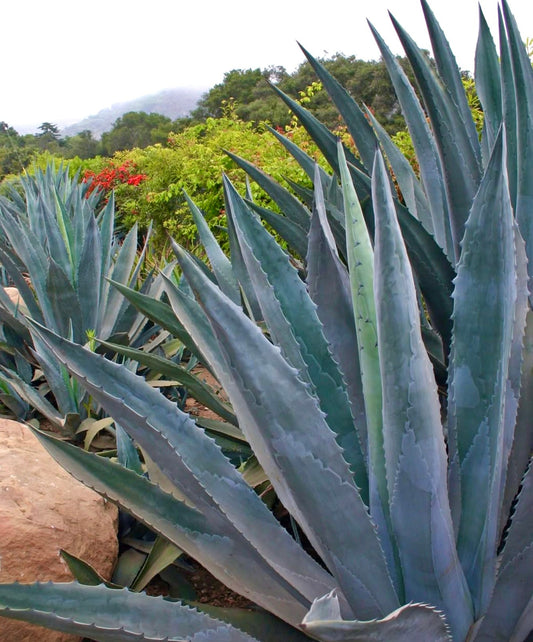 Agave americana succulenta con spesse foglie spinose blu-verdi in un giardino all'aperto