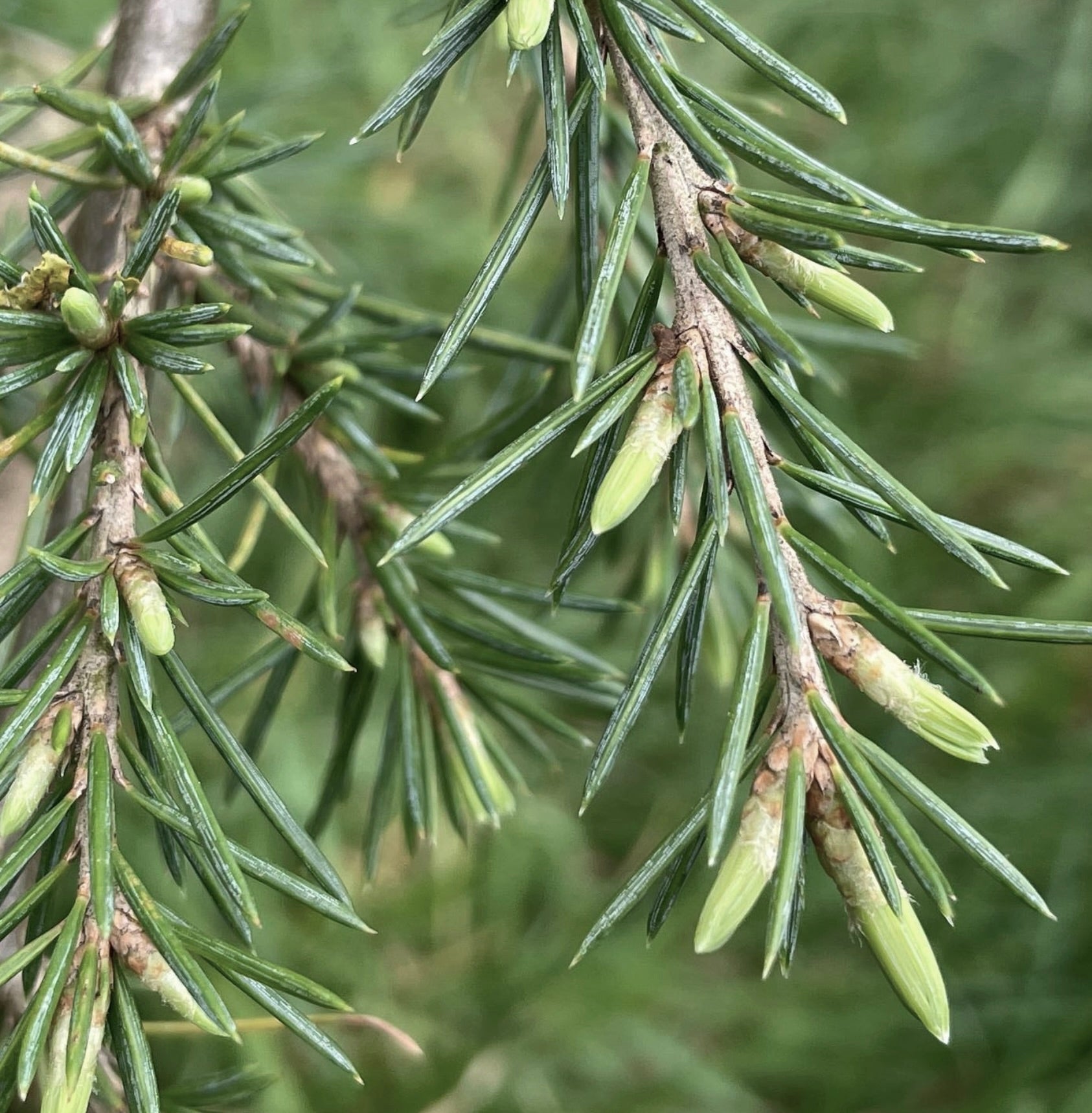 Gruppi freschi di aghi verdi di Cedrus libani con nuove gemme verde chiaro in primo piano