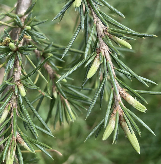 Gruppi freschi di aghi verdi di Cedrus libani con nuove gemme verde chiaro in primo piano