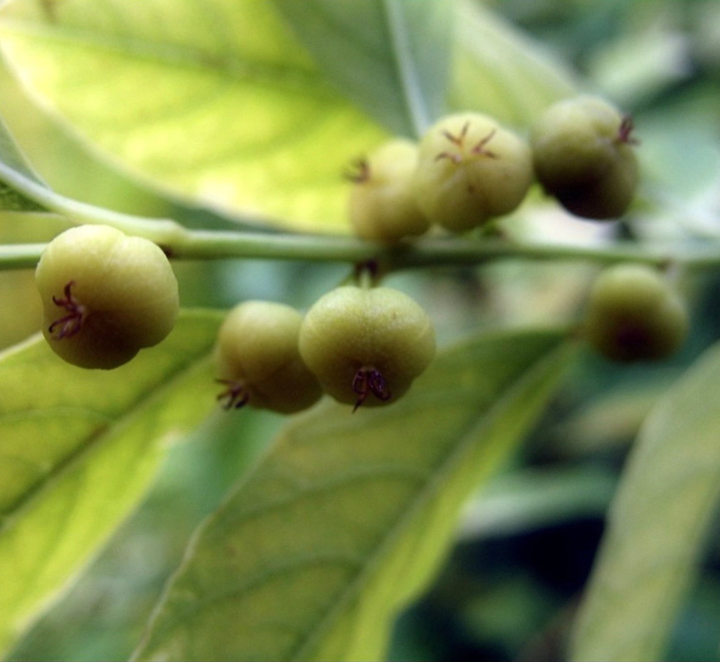 Securinega suffruticosa close-up of green berries and elongated leaves on shrub branch