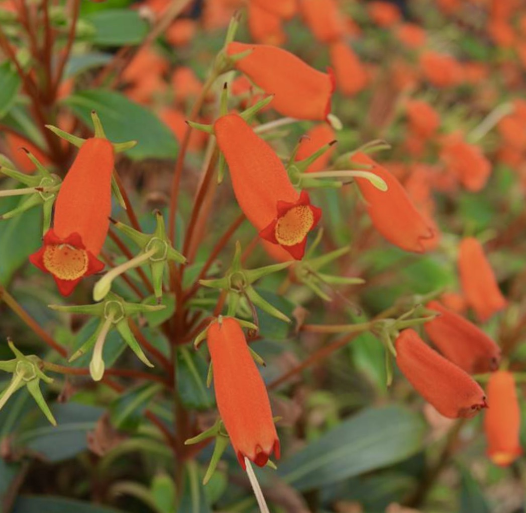 Seemannia sylvatica bright orange tubular flowers with green foliage close-up