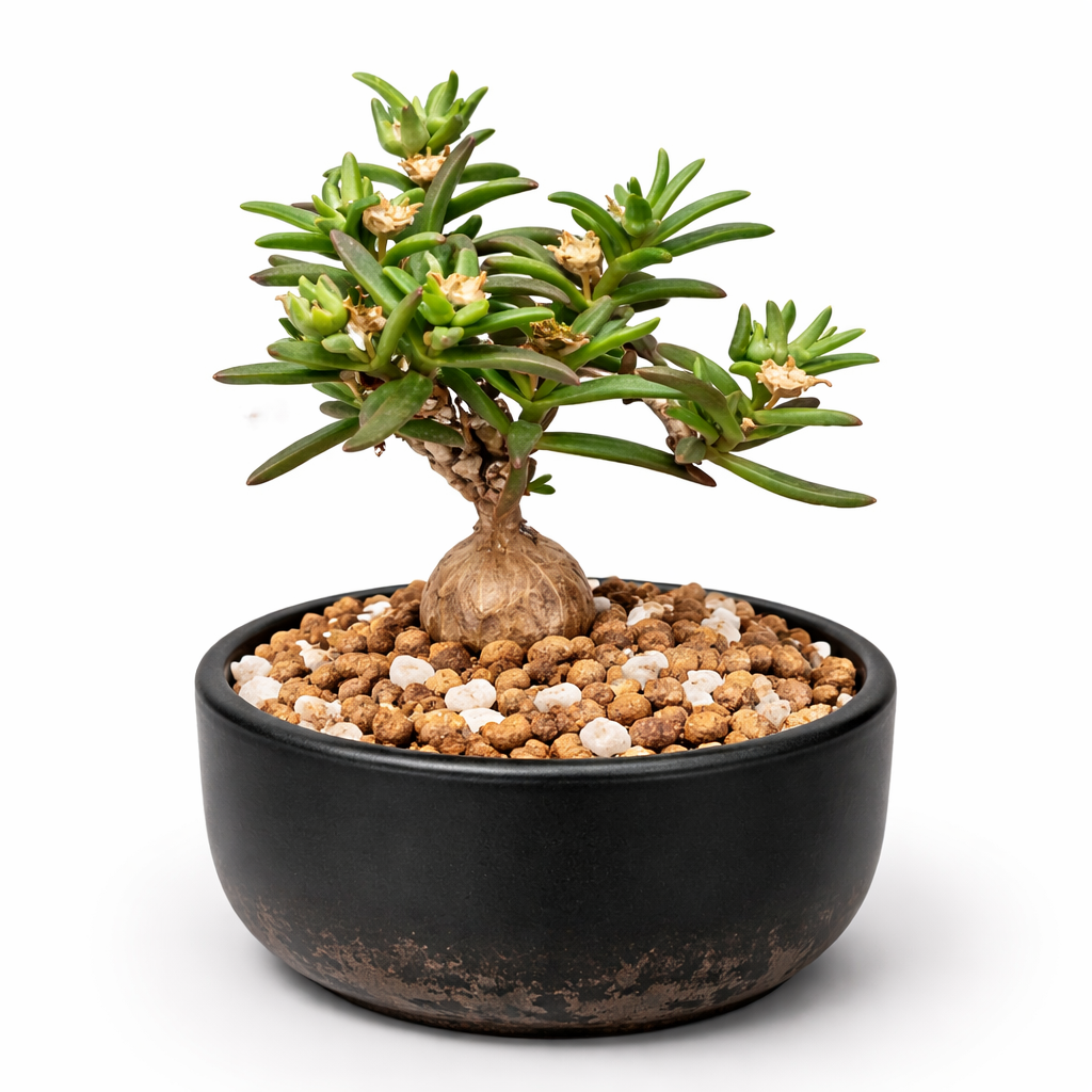 Semnantha lacera succulent with swollen caudex and green fleshy leaves in black pot