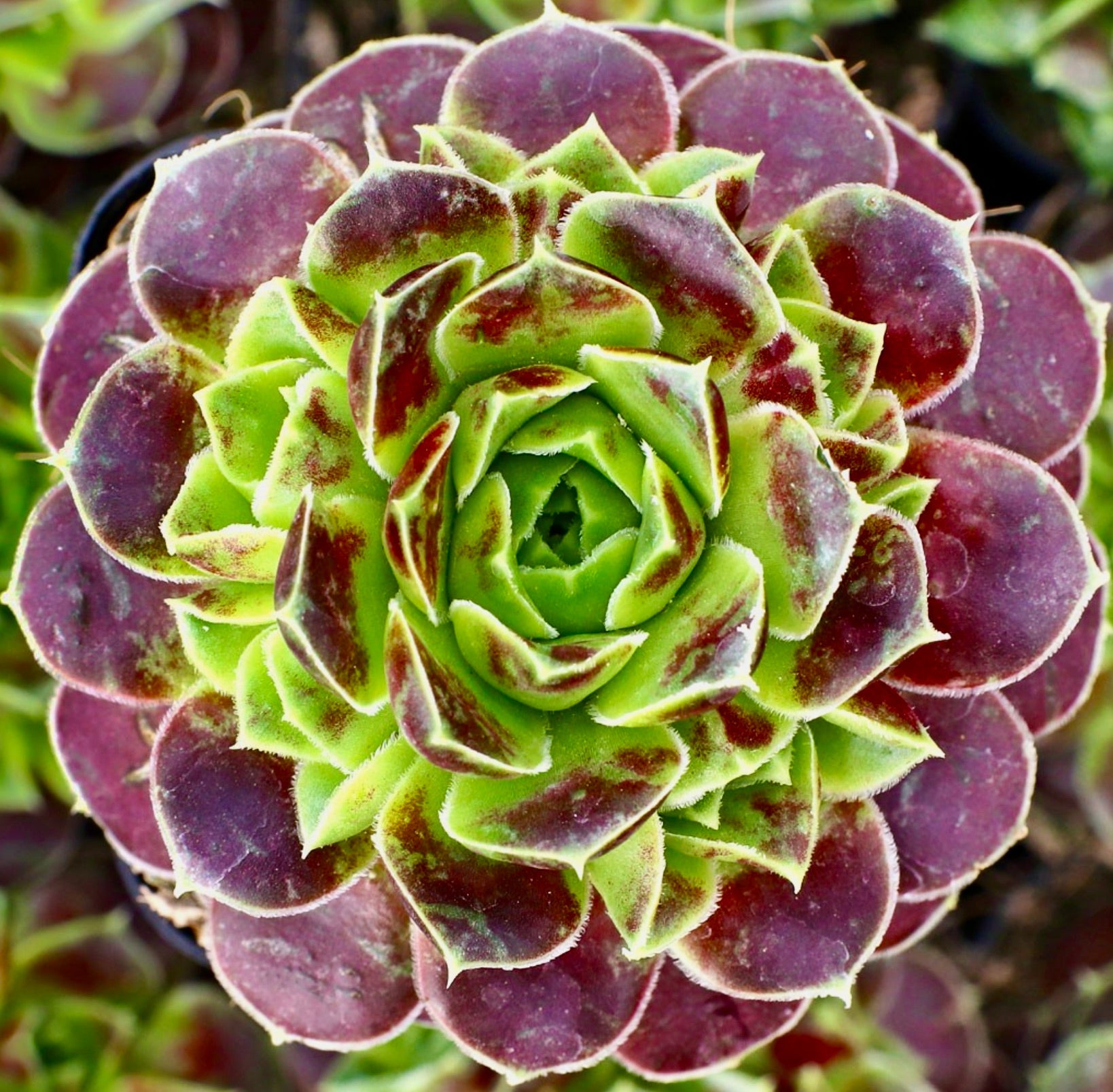 Rosetta succulenta di Sempervivum heuffelii con foglie carnose verdi e viola