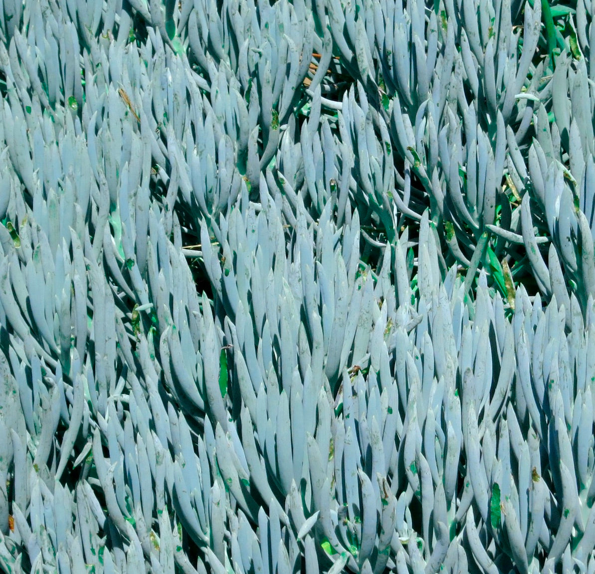 Senecio mandraliscae 10-15cm | Blue chalksticks