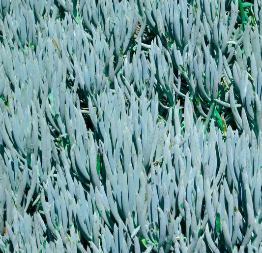 Senecio mandraliscae 10-15cm | Blue chalksticks