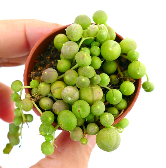 Senecio rowleyanus | String of pearls | String of beads