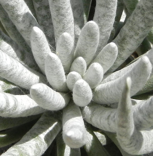 Senecio scaposus 10-15cm | Silver coral | Woolly senecio