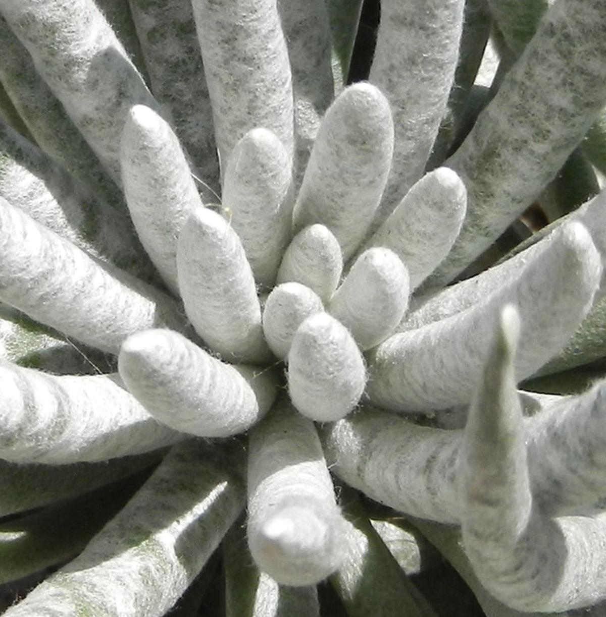 Senecio scaposus 30-40cm | Silver coral | Woolly senecio