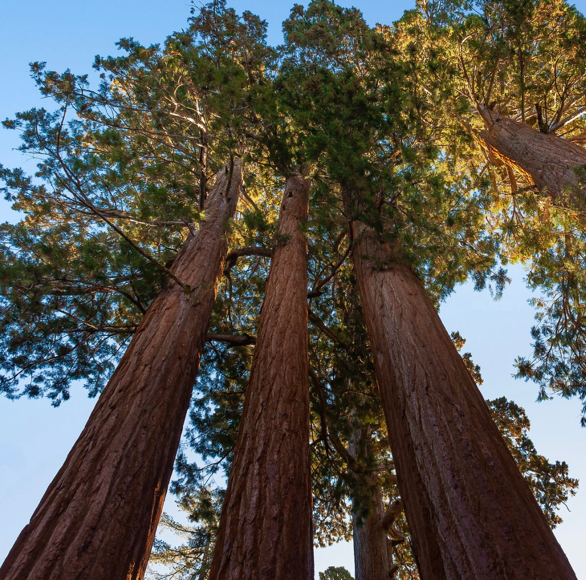 Sequoiadendron giganteum alti alberi maestosi con corteccia spessa rossastra e folta chioma verde