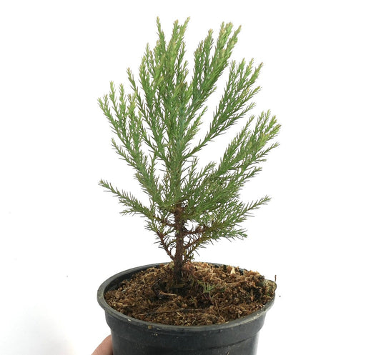 Piccolo esemplare giovane sempreverde di Sequoiadendron giganteum in vaso nero da vivaio