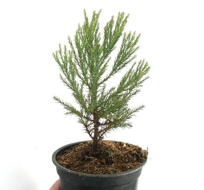Sequoiadendron giganteum | Sequoia gigante