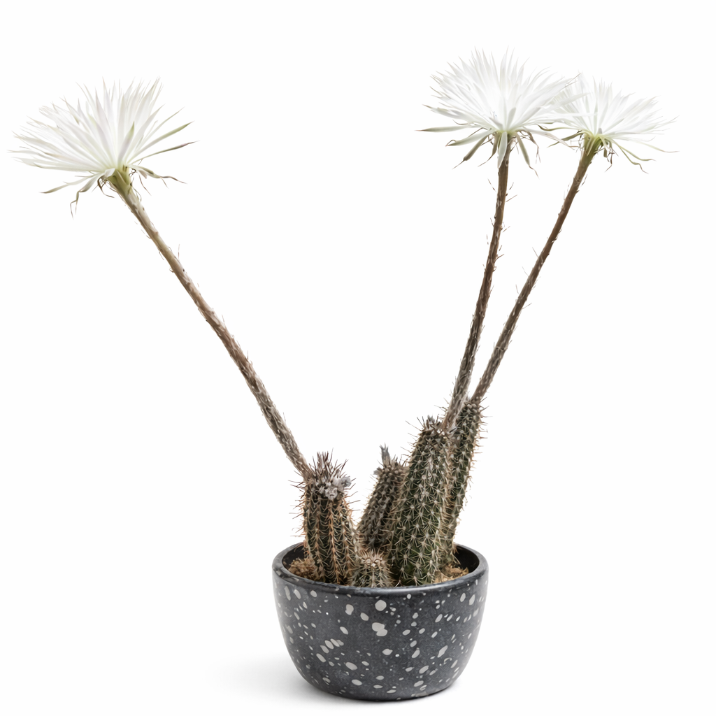 Setiechinopsis mirabilis cactus with tall stems and large white flowers in speckled pot