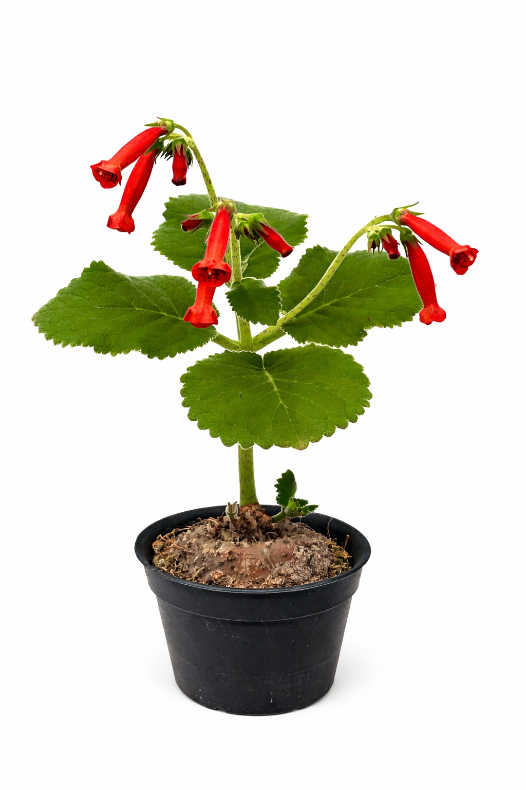 Sinningia lineata caudiciform plant with bright red tubular flowers in black pot