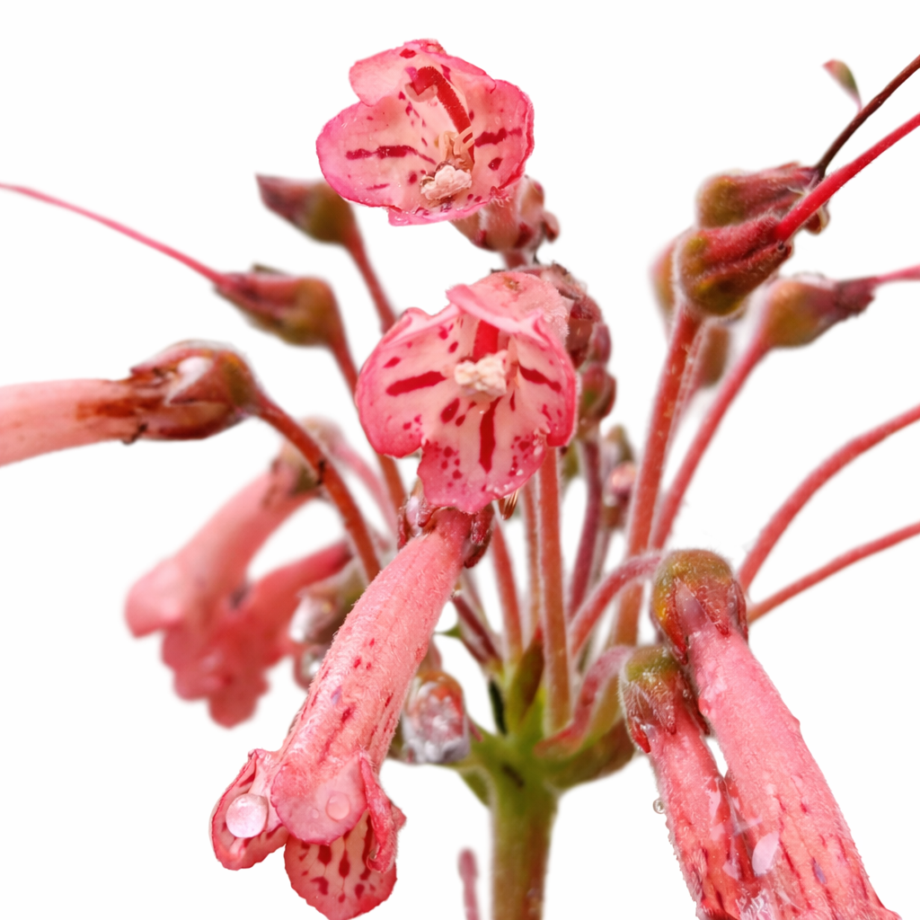Sinningia rupicola cluster of pink tubular flowers with red markings and water droplets