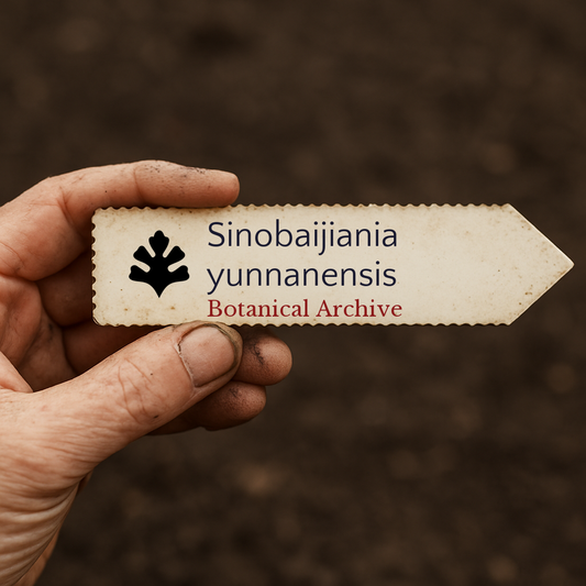 Printed plant label for Sinobaijiania yunnanensis with botanical archive logo in hand