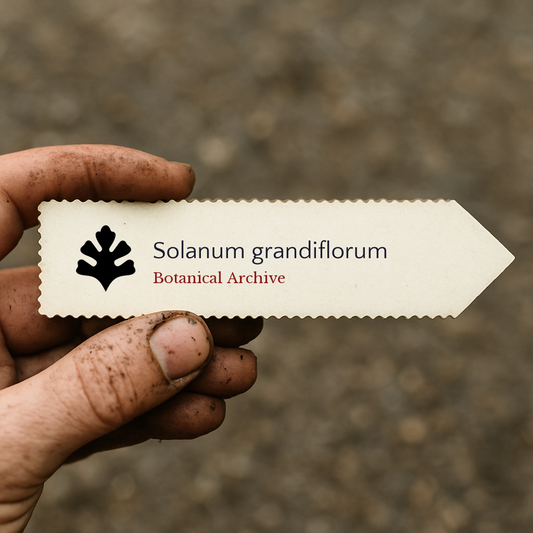 Printed plant label for Solanum grandiflorum held by dirty hand outdoors