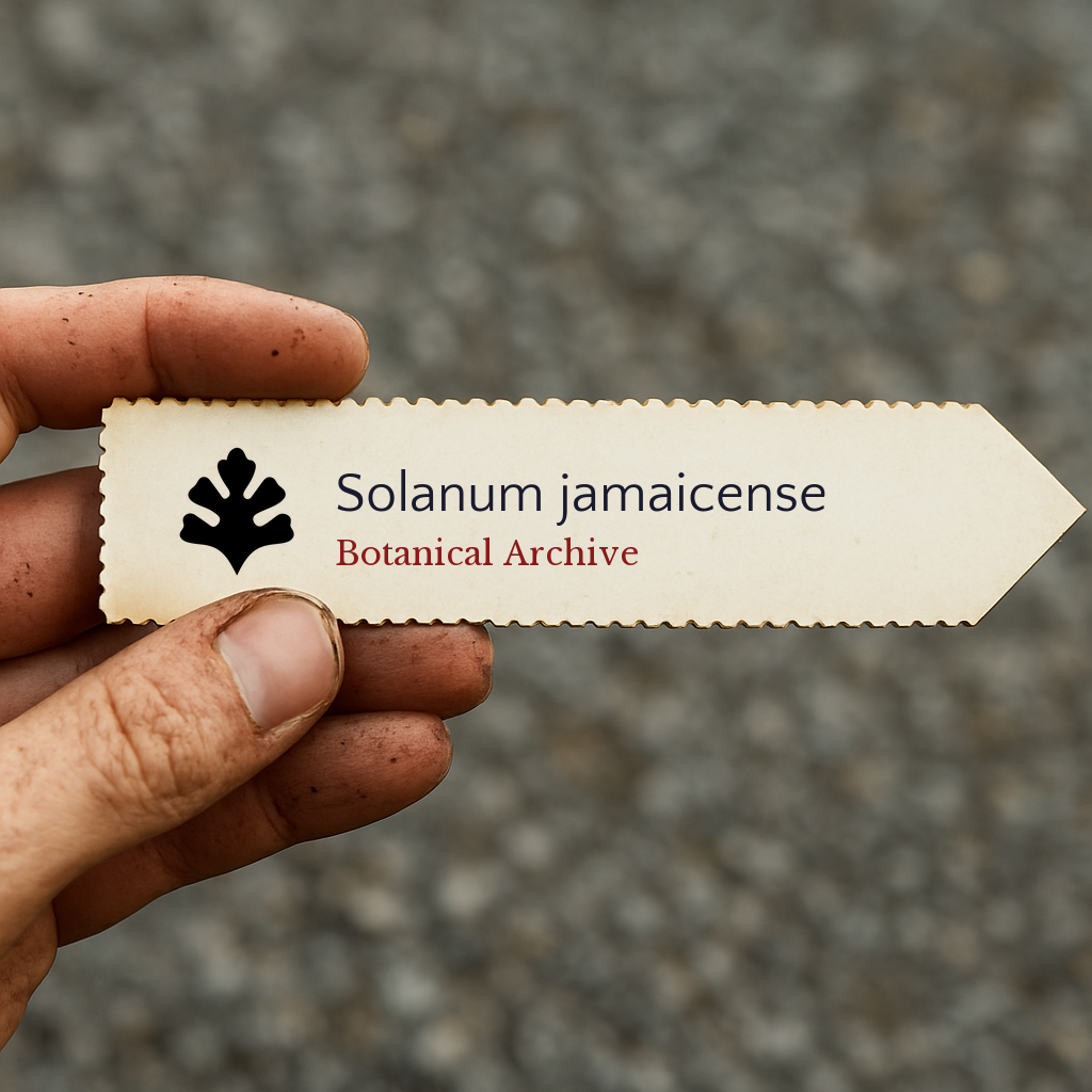 Solanum jamaicense | 1000 SEEDS