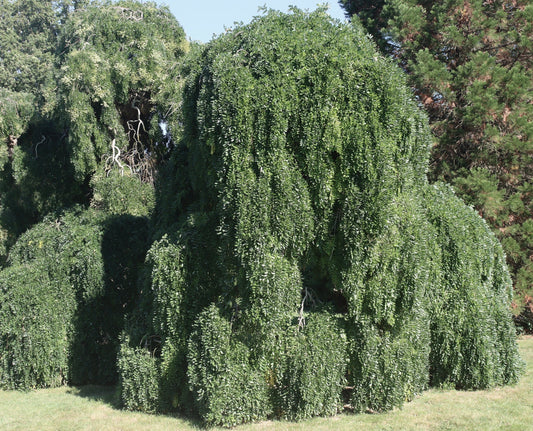 Sophora japonica large weeping tree with dense green foliage in sunny garden setting